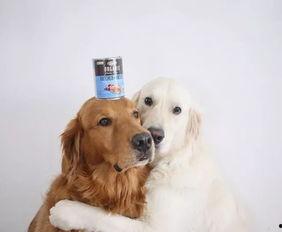 金毛和姐姐娱乐吃瓜酱,娱乐吃瓜酱的趣味日常  第3张